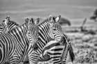 Zebras on alert-Amboseli National Park-Africa Art Print